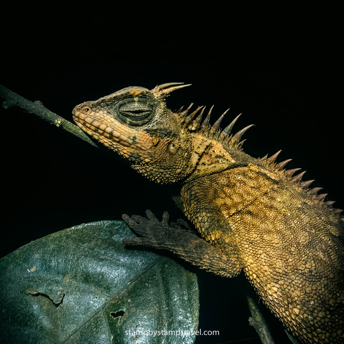 Safari nocturno en Khao Sok National Park