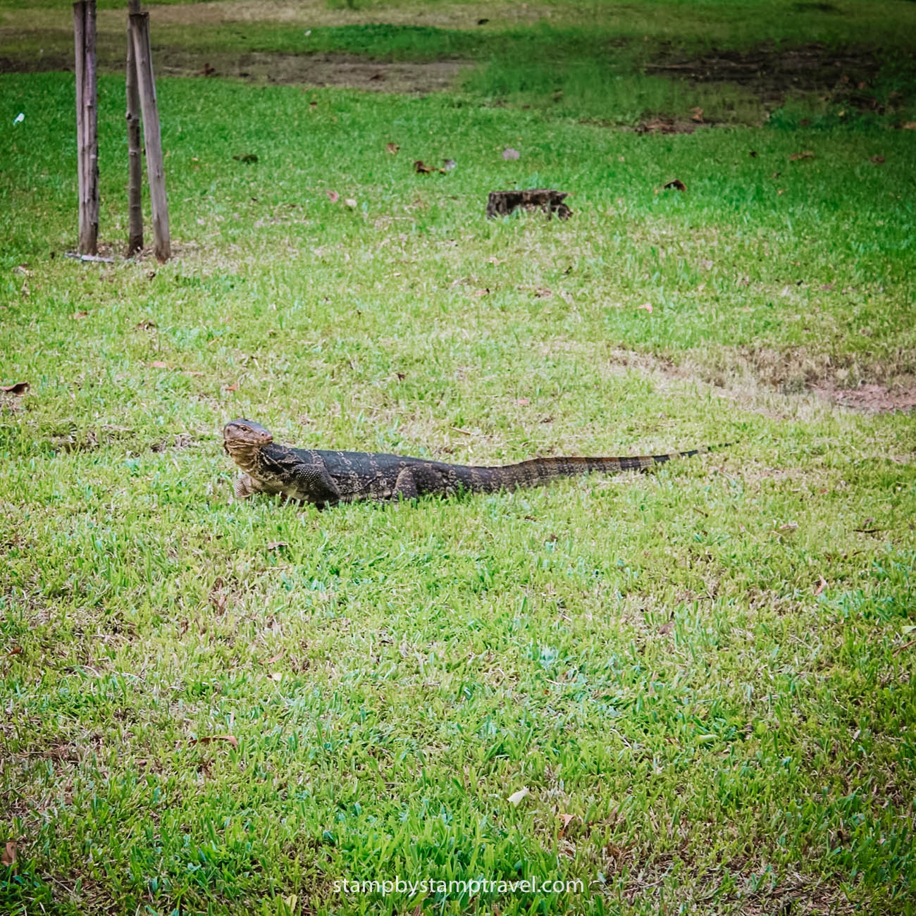 Varanos en el Parque Lumpini