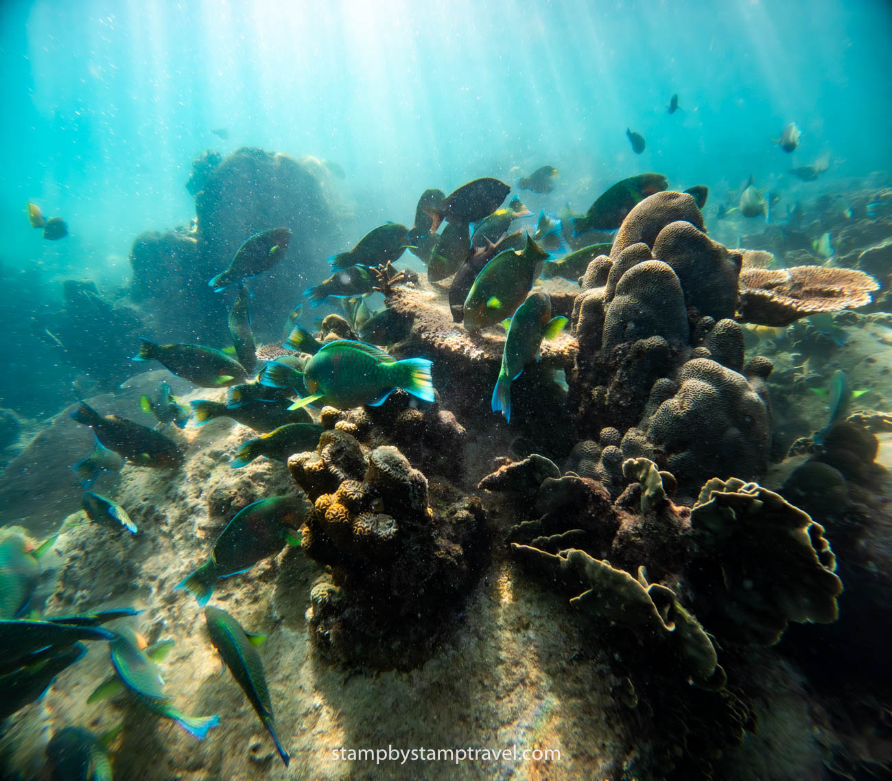 Animales haciendo snorkel en Koh Tao