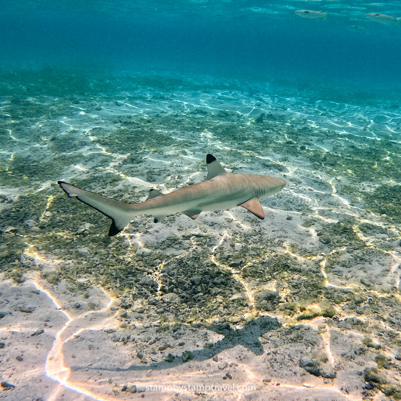 Baby Sharks en Koh Tao haciendo snorkel